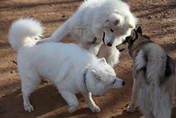 「愛犬家連続殺人事件」――4人を殺害“透明”にした偽装夫婦、風間博子という女