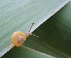 日本で売るための秘策は韓国経由!?　カタツムリコスメブームの裏側