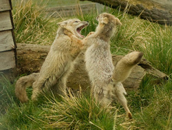 ノー・モア・ファイト！　本場アウトローの女が教える、ヤンチャな男との付き合い方