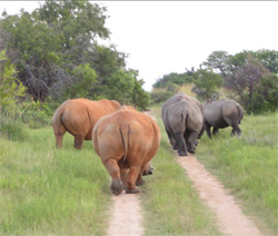 「可愛い顔して割りとやる」話題の骨盤矯正ショーツを、デカ尻女が試してみた