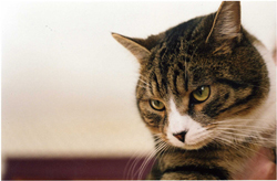 ネコに嫌われがちなヒトが実践したい「ネコ愛されテク」