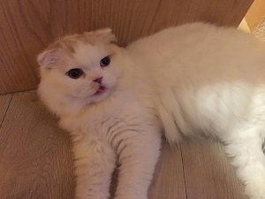 ネコまっしぐらな男と女！　ネコ婚活で運命のパートナーを探すにゃー