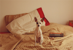 浮気撲滅に励む犬も？　もしもペットの犬に見られていたら…