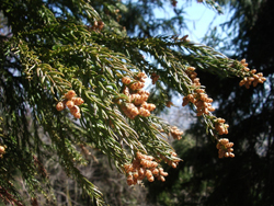 「粘膜焼いたのに鼻水止まらず」「バカ高いノニで効果なし」2013花粉症対策大反省会
