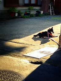 「娘だと思われてるがそれでいい」高齢者を支えるボランティアの“犬散歩”チーム