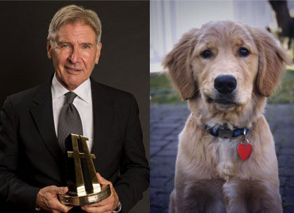 「枯れている姿もいい感じ！」、ハリソン・フォードにそっくりな犬が発見される