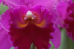 下半身整形最新事情！　アソコのフリルも切っちゃう!?