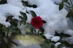 夫の愛人2人と同居、女4人を毒殺未遂――“語られない”女性死刑囚・杉村サダメ