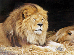 カカア天下、放浪、●漏……悲しすぎる雄ライオンの人生