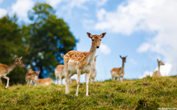 スピ界が動物界とコラボ!?　謎のアニマルエッセンス体当たり使用レポ
