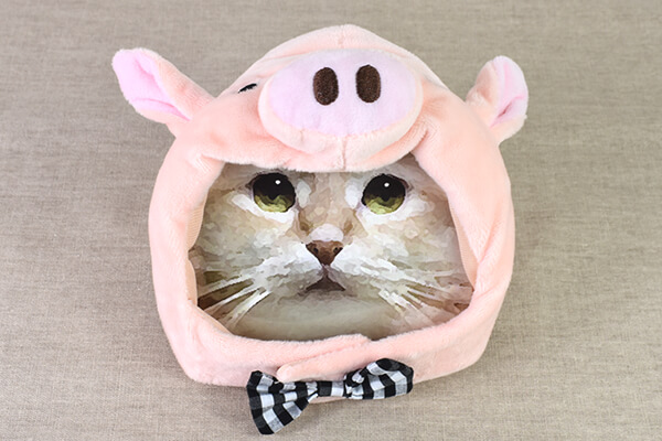 スリコ（3COINS）の人気ペット用品「ブタのかぶりもの」レビュー！　の画像1