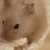 ハムスターの心臓病　医療費、酸素ハウスのレンタル費用は？